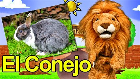 conejox|conejo videos .